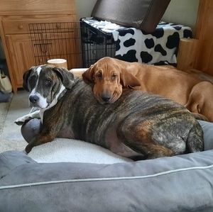 Meet your Posher, Renee